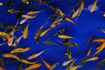 Butterfly Peanuts Large Pack FREE SHIPPING 150-250 fish