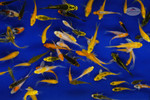 Butterfly Peanuts Large Pack FREE SHIPPING 150-250 fish