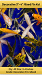 Medium Pack of Decorative 3-4" Mix Fin Koi Medium Pack of Decorative 3-4" Mix Fin Koi