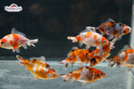 We Pick 1 Rare Calico Wakin Goldfish
