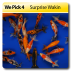 We Pick 4 Surprise Wakin Goldfish