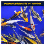 Decorative/Select Grade 4-6"  Mixed Fin Decorative/Select Grade 4-6"  Mixed Fin