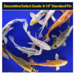 Decorative/Select Grade 8-10" Standard Fin Decorative/Select Grade 8-10" Standard Fin