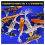 Decorative/Select Grade 8-10" Butterfly Fin Decorative/Select Grade 8-10" Butterfly Fin
