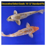 Decorative/Select Grade 10-12" Standard Fin Decorative/Select Grade 10-12" Standard Fin