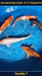 Decorative/Select Grade 10-12" Standard Fin Koi 7 qty