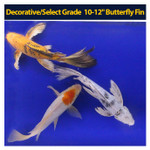 Decorative/Select Grade 10-12" Butterfly Fin Decorative/Select Grade 10-12" Butterfly Fin
