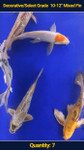 Decorative/Select Grade 10-12" Mixed Fin Koi 7 qty