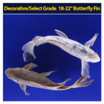 Decorative/Select Grade 18-22" Butterfly Fin Decorative/Select Grade 18-22" Butterfly Fin
