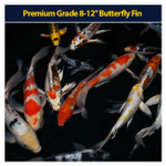 Premium Koi 8-12" Butterfly Fin Premium Koi 8-12" Butterfly Fin
