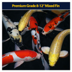Premium Koi 8-12" Mixed Fin Premium Koi 8-12" Mixed Fin