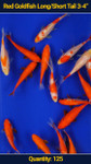 Red Goldfish 3-4" 125 qty