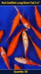 Red Goldfish 5-6" 50 qty