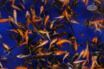 Large Pack MEGA MIX Peanuts FREE SHIPPING 150-250 Fish