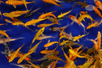 Large Pack MEGA MIX Peanuts FREE SHIPPING 150-250 Fish