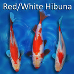Pick Your Variety Red/White Hibuna