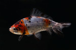 Calico Wakin Goldfish 4-5 inches [PP23-T115-23]