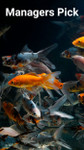 Managers Pick Goldfish