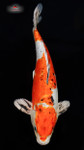 Heisei Nishiki 14 inches [EB3-81523-143]