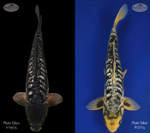 Dont Miss This One! Ginrin kumonryu 16 inches  [EB4-11923-25]