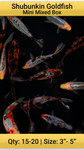 Shubunkin Goldfish Mini Mixed Box