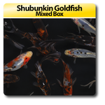 Shubunkin Goldfish Mixed Box