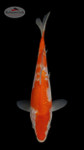 Ginrin Kohaku 5-6 inches [K24-T108-12]
