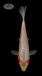 Kohaku 6-7 inches [N24-T40-15]