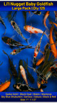 Li'l Nugget Baby Goldfish Large Pack Free Shipping