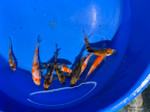 Shawn's Premium Peanut Gosanke Pack FREE SHIPPING 10 fish