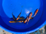 Shawn's Premium Peanut Gosanke Pack FREE SHIPPING 10 fish