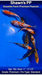 Shawn's Premium Peanut Gosanke Pack FREE SHIPPING 10 fish
