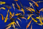 Hobby Pack of Butterfly Sunny Day Peanuts FREE SHIPPING 35-45 fish