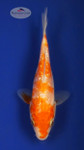 Ginrin Kohaku 3-4 inches [X25-T112-1]