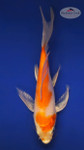 Kohaku 4-5 inches [X25-T129-5]