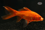 Orange Comet 4-5 inches [XX25-T63-6]