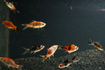 Shawn's Premium Goldfish Pack FREE SHIPPING 10 fish