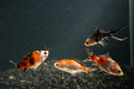 Shawn's Premium Goldfish Pack FREE SHIPPING 10 fish