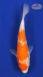 Kohaku 4-5 inches [A25-T42-15]