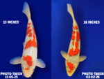 *SEE HOW FISH CHANGED* Goshiki 15 inches [EA9-11525-32]