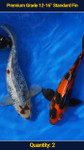Premium 12-16" Koi Standard Fin 2 qty