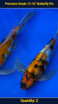 Premium 12-16" Koi Butterfly Fin 2 qty
