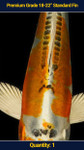 Premium 18-22" Koi Standard Fin 1 qty