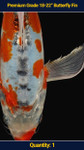 Premium 18-22" Koi Butterfly Fin 1 qty