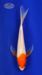 Kohaku 5-6 inches [C26-T29-6]