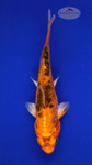 Fish 2, 3-4 inches [PW-T117-2]