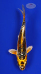 Fish 3, 3-4 inches [PW-T117-3]