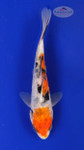 Fish 4, 3-4 inches [PW-T117-4]