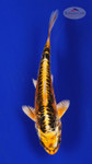 Fish 6, 3-4 inches [PW-T117-6]