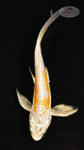 Fish 12, 3-4 inches [PW-T117-12]